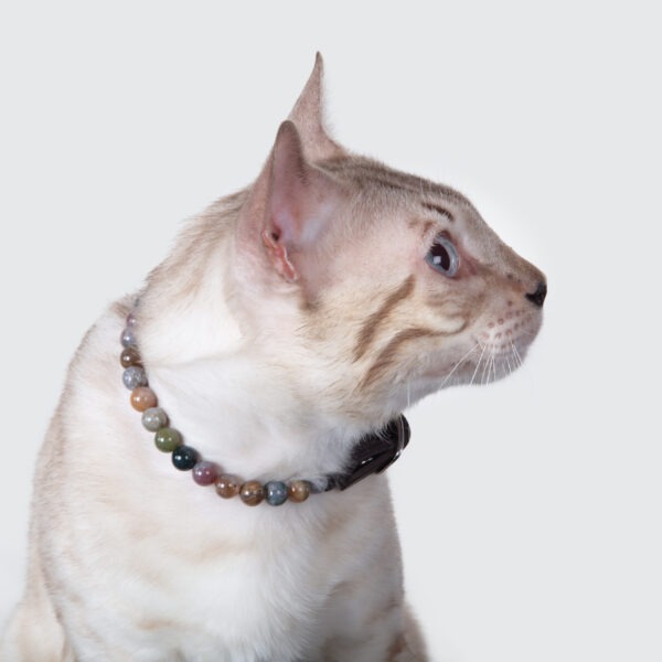 Collier pour chat trop dépendant – Image 2
