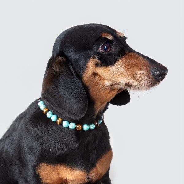Collier pour chien hyperactif – Image 2