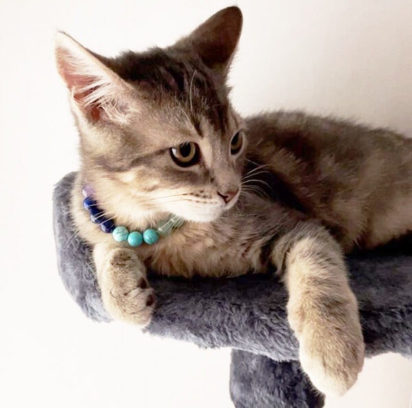 Collier pour chat 7 chakras (Chat) – Image 2