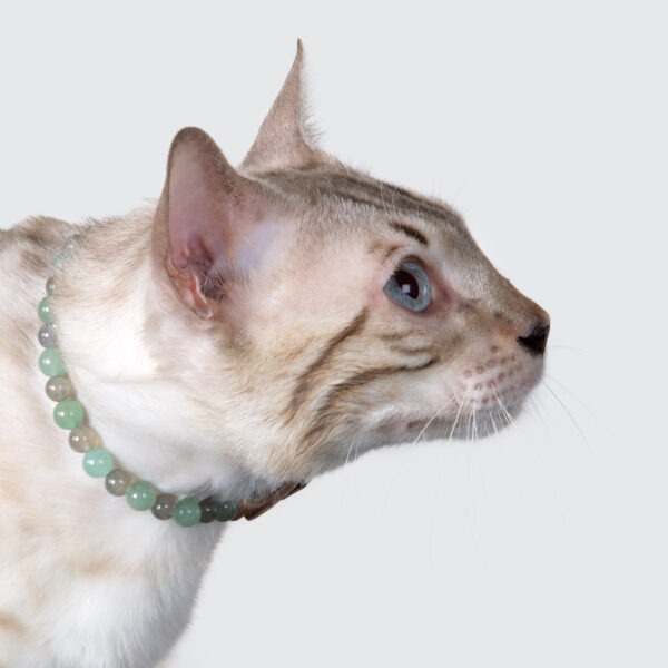 Collier pour chat qui n’aime pas les changements – Image 3