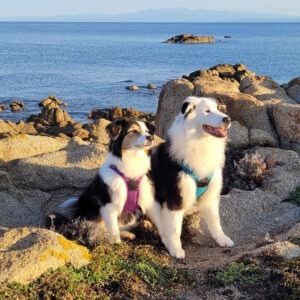 Équipements pour chiens