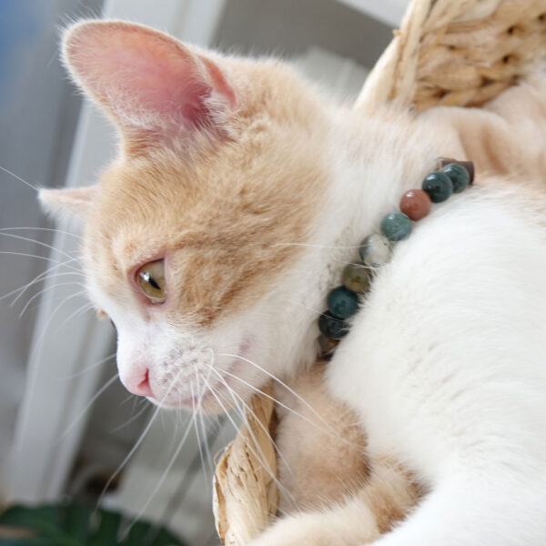 Collier pour chat trop dépendant – Image 3