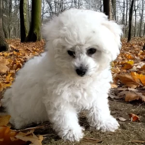 Cours chiots (session de 6 cours)
