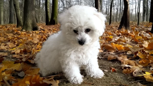 Cours chiots (session de 6 cours)